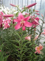 [1735 Donato No02.JPG]